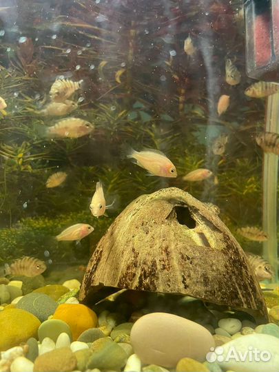 Мальки цихлид