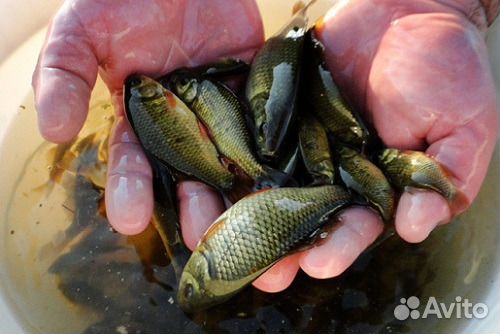 Продается живец