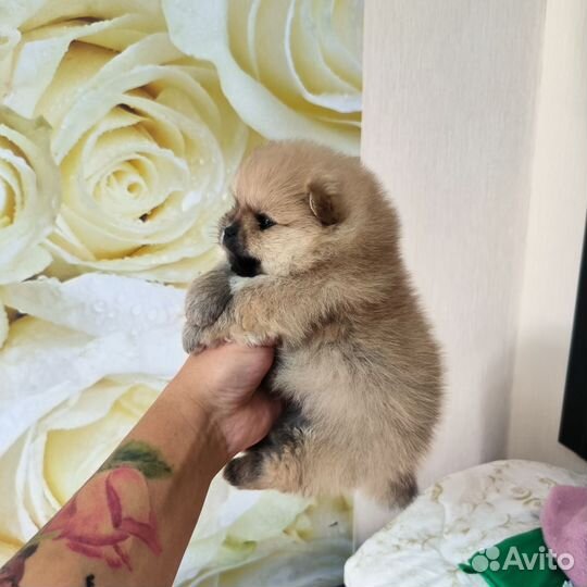 Настоящий померанец на вязку