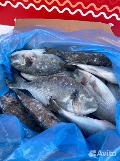 Дорадо 300 400