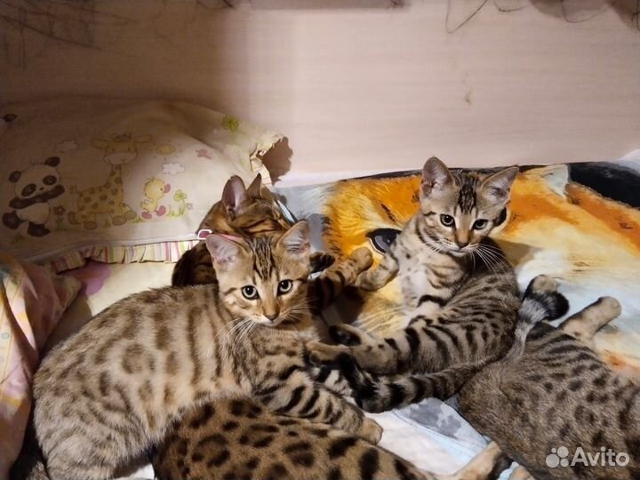 Бенгальские котята