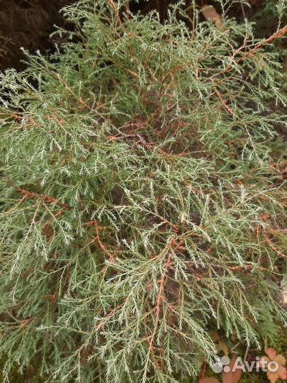Туя Эрикоидес саженцы