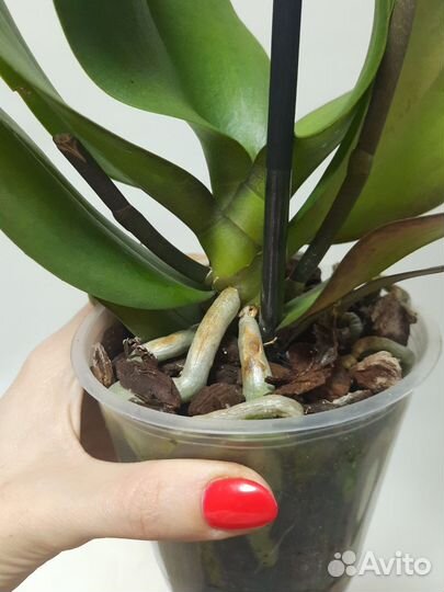 Орхидея фаленопсис Амадора