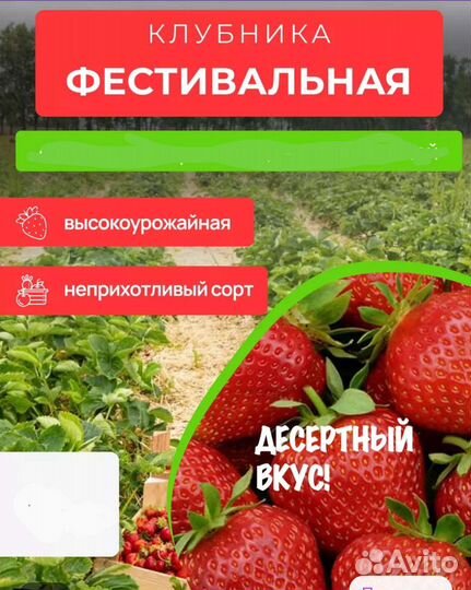 Рассада клубники