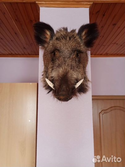 Чучело голова кабана