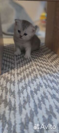 Шотландские котята