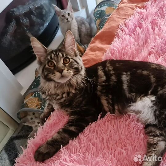 Котенок мейнкун девочка