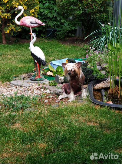 Гостиница для собак