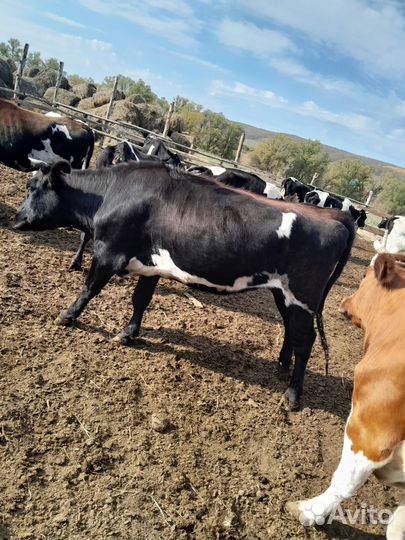 Продаю стальные тёлки