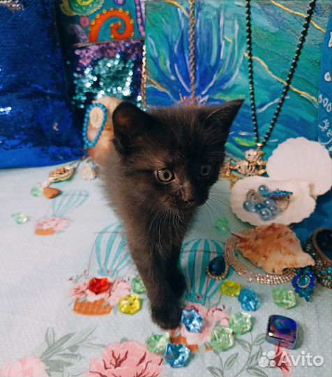 Ласковая девочка в добрые руки