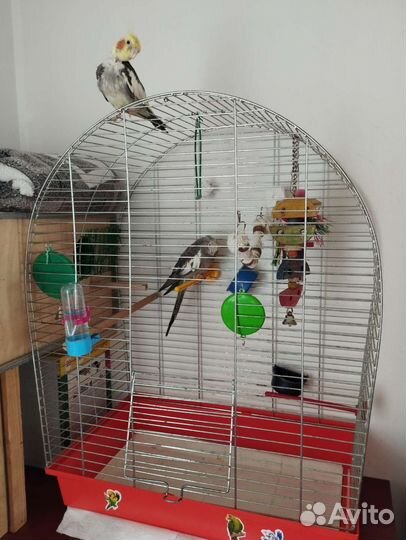 Попугаи корелла, пара, с клеткой