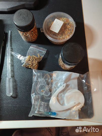 Муравейник с муравьями