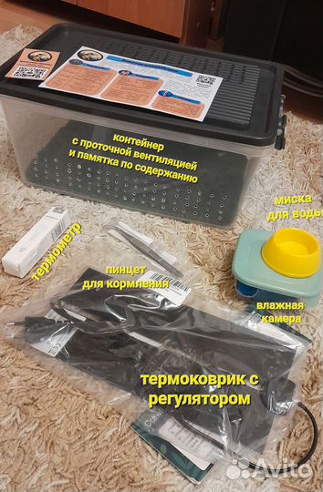 Эублефар малыши 2024