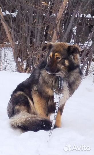 Собаки бесплатно в добрые руки