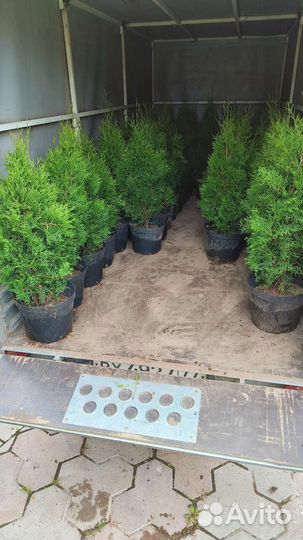 Туя Смарагд 80-90см 10л и 65-75см 3л