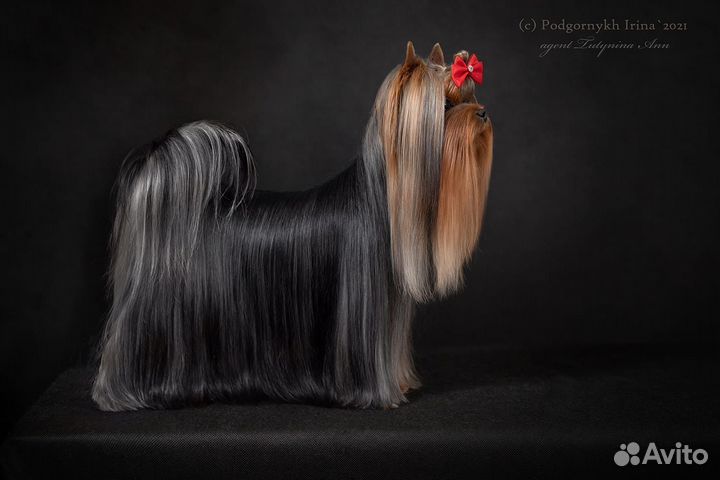 Йоркширский терьер вязка