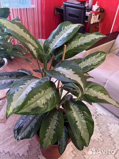 Аглаонема 
