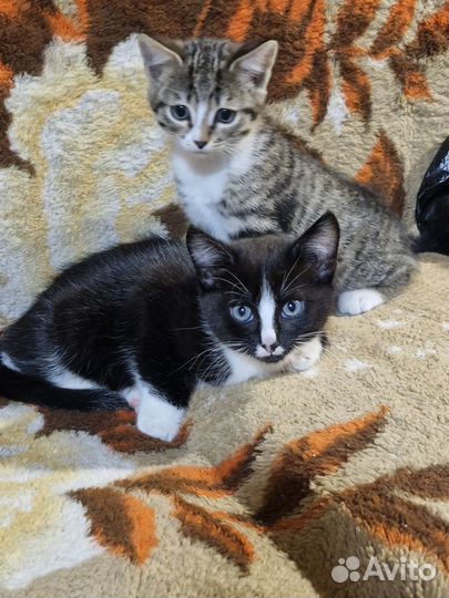 Котята