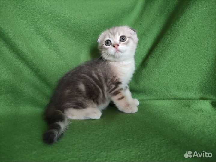 Золотые котята