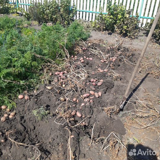 Продаю картофель с бесплатной доставкой