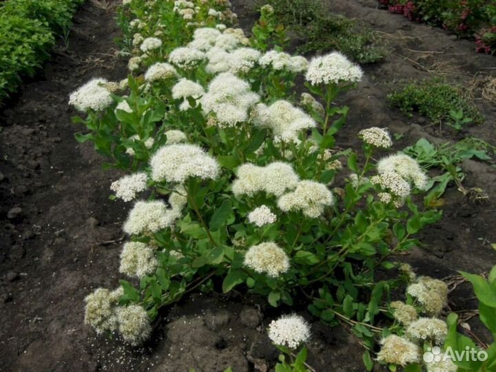 Спирея Альбифлора