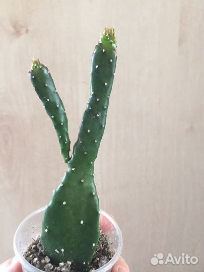 Суккуленты