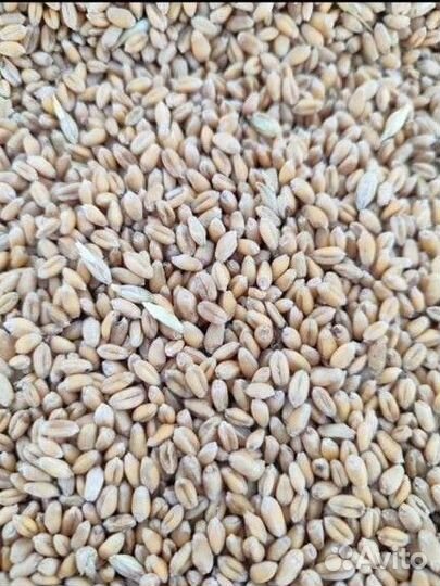 Пшеница ячмень овес кукуруза