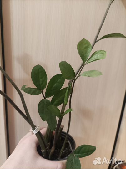 Замиокулькас