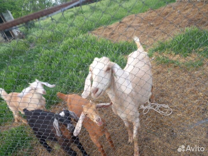 Англо нубийские козы дойные