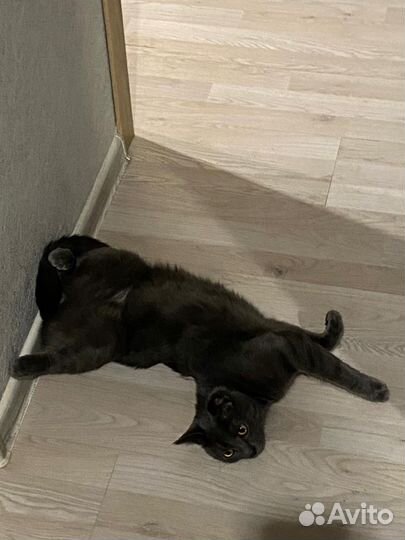 Передержка собак и кошек, выгул