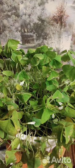 Кислица,цветок Добрый день, комнатное растение