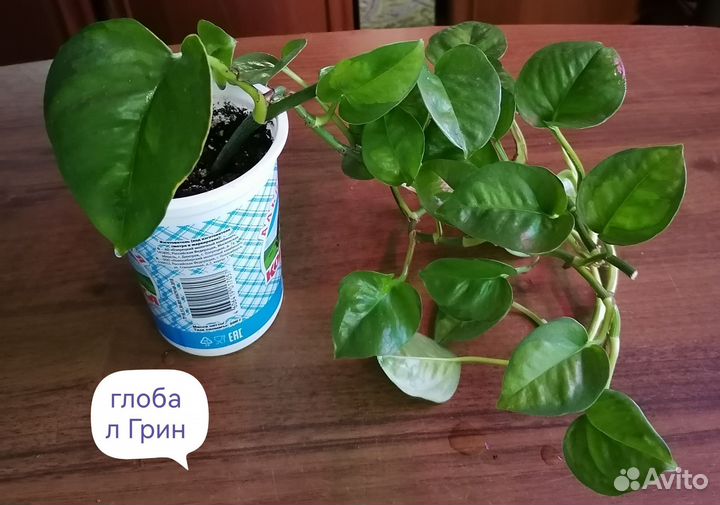 Комнатные цветы