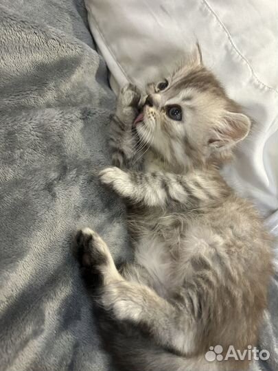 Лучший котик