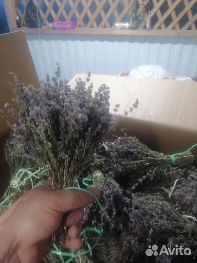 Мята болотная омбало