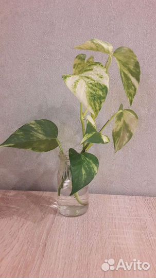 Комнатные растения- отростки и молодь