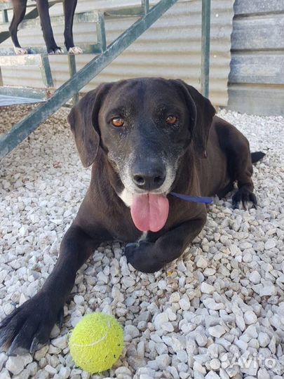 Жетэм,3 года,идеальный пес, в списках на усыпление