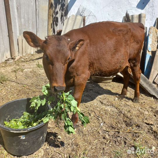 Корова телка