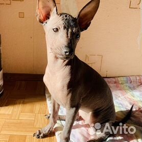 Ксолоитцкуинтли – мексиканская голая собака: о породе от А до Я (+ фото) | Ваши Питомцы