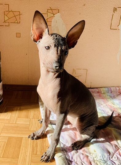 Ксоло Щенок, сука