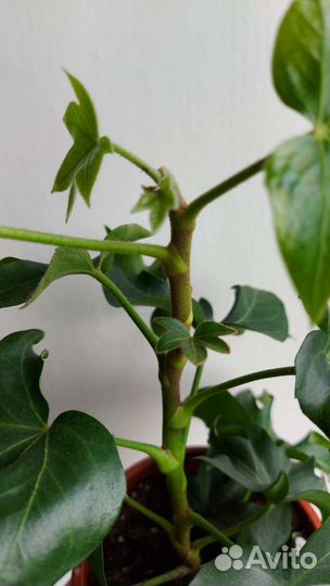 Фатсхедера