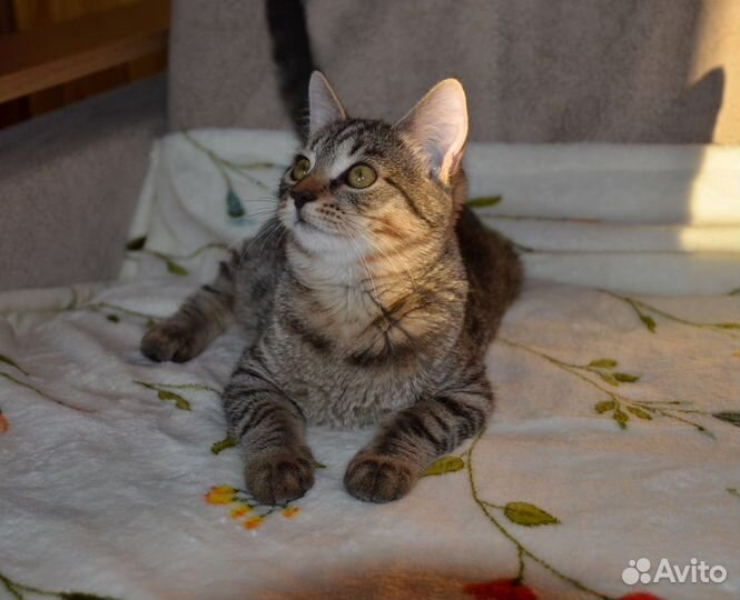 Котенок Мурзилка в добрые руки