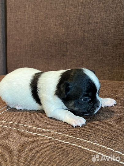 Щенок малыши чихуахуа