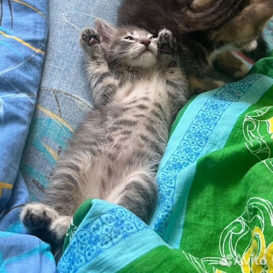 Котята в добрые руки бесплатно