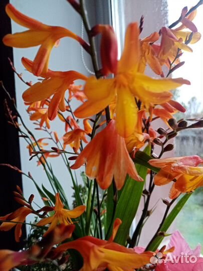 Многолетние цветы мамбреция