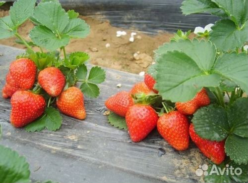 Рассада земляники(клубники) высокоурожайных сортов