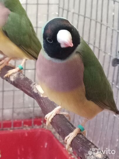 Амадины Гульда, Рисовка