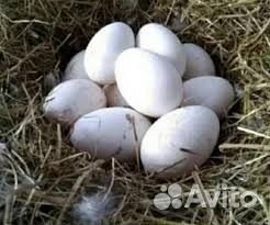 Инкубационное яйцо