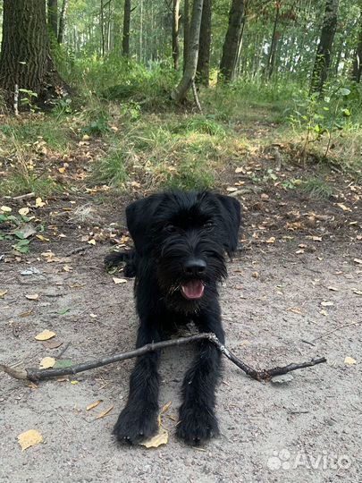 Щенок 8 мес метис