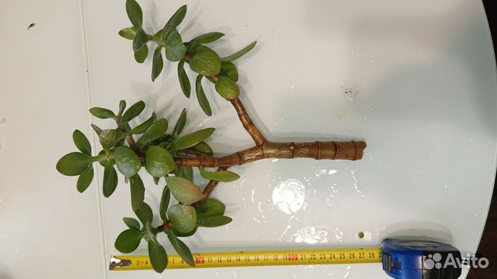 Черенок крассулы, Толстянка, денежного дерева