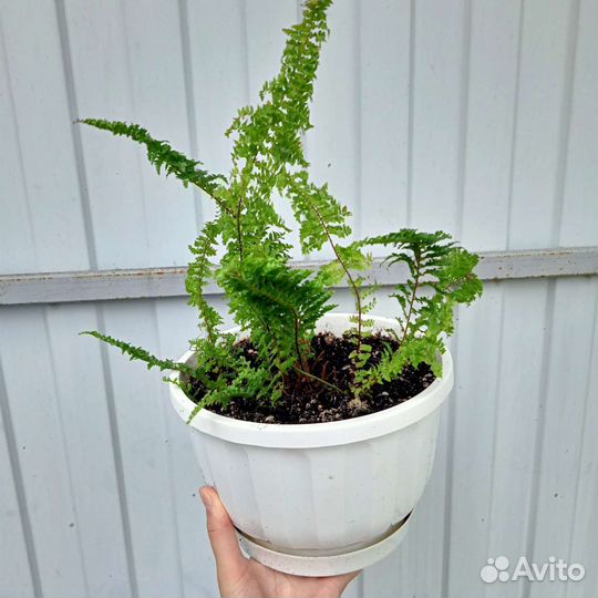 Комнатные растения